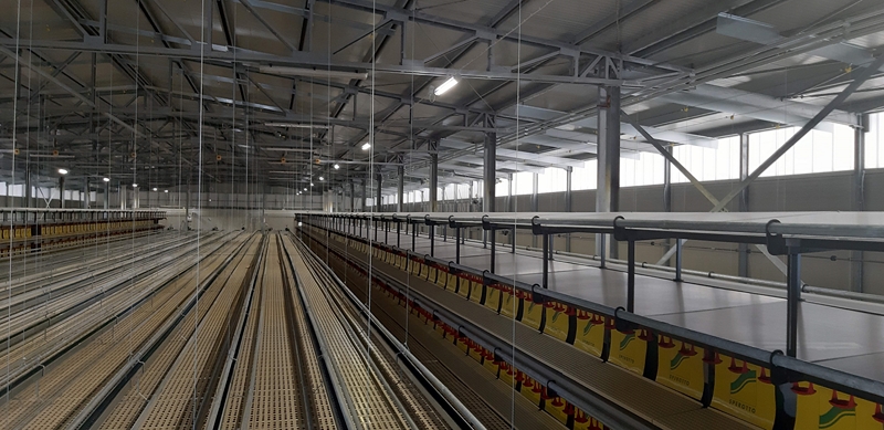 Allevamento tradizionale per ovaiole a terra larghezza 24 m