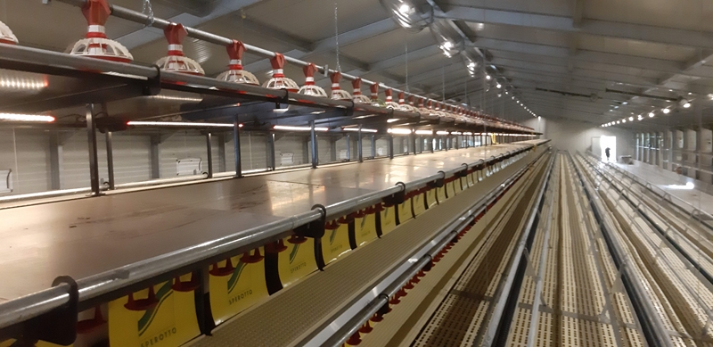 Allevamento tradizionale per ovaiole a terra da m 16 x 160