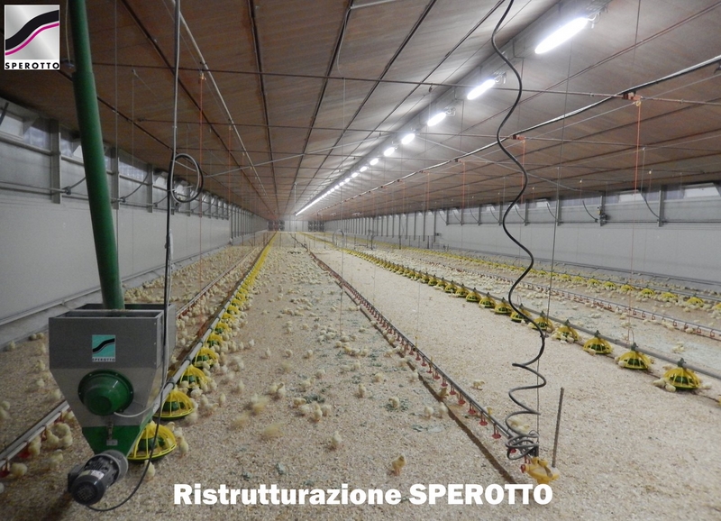 Interno dopo l'intervento con animali accasati