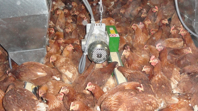 FLAT CHAIN PER GALLINE OVAIOLE