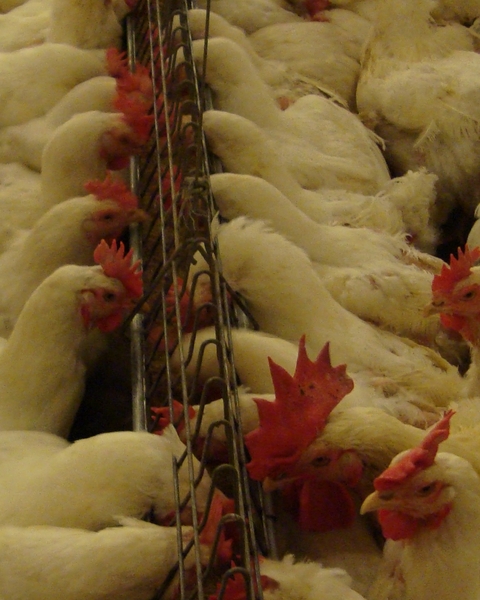 FALT CHAIN PER GALLINE RIPRODUTTRICI